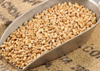 Wheat